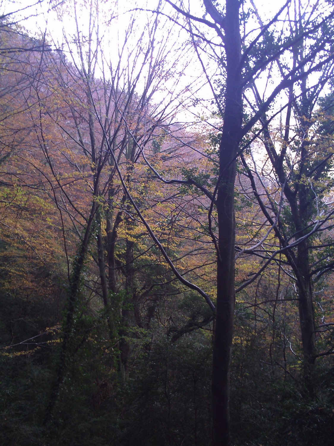 Hayedos de la Sierra dels Bufadors