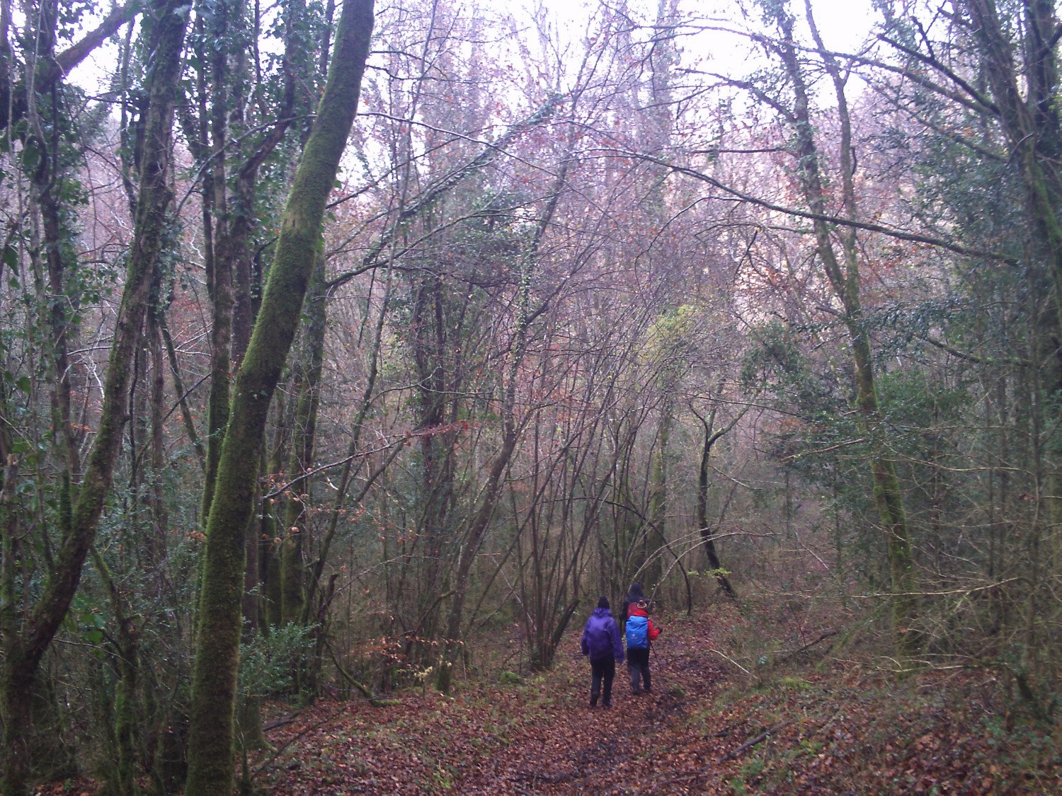 Recorriendonos los hayedos y sus rincones, en la ladera norte de la Bajando por los hayedos de la Sierra dels Bufadors