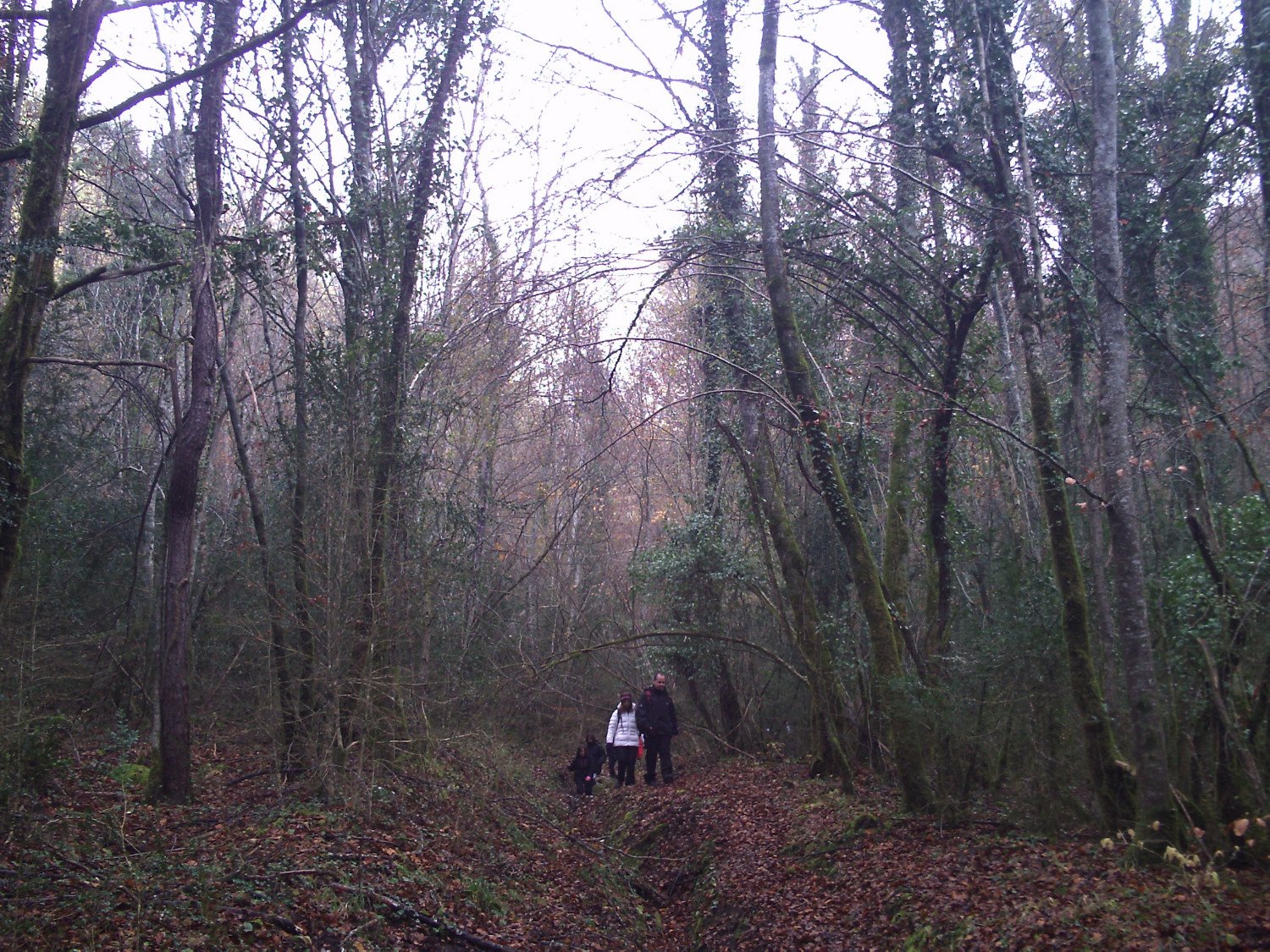 Recorriendonos los hayedos y sus rincones, en la ladera norte de la Bajando por los hayedos de la Sierra dels Bufadors