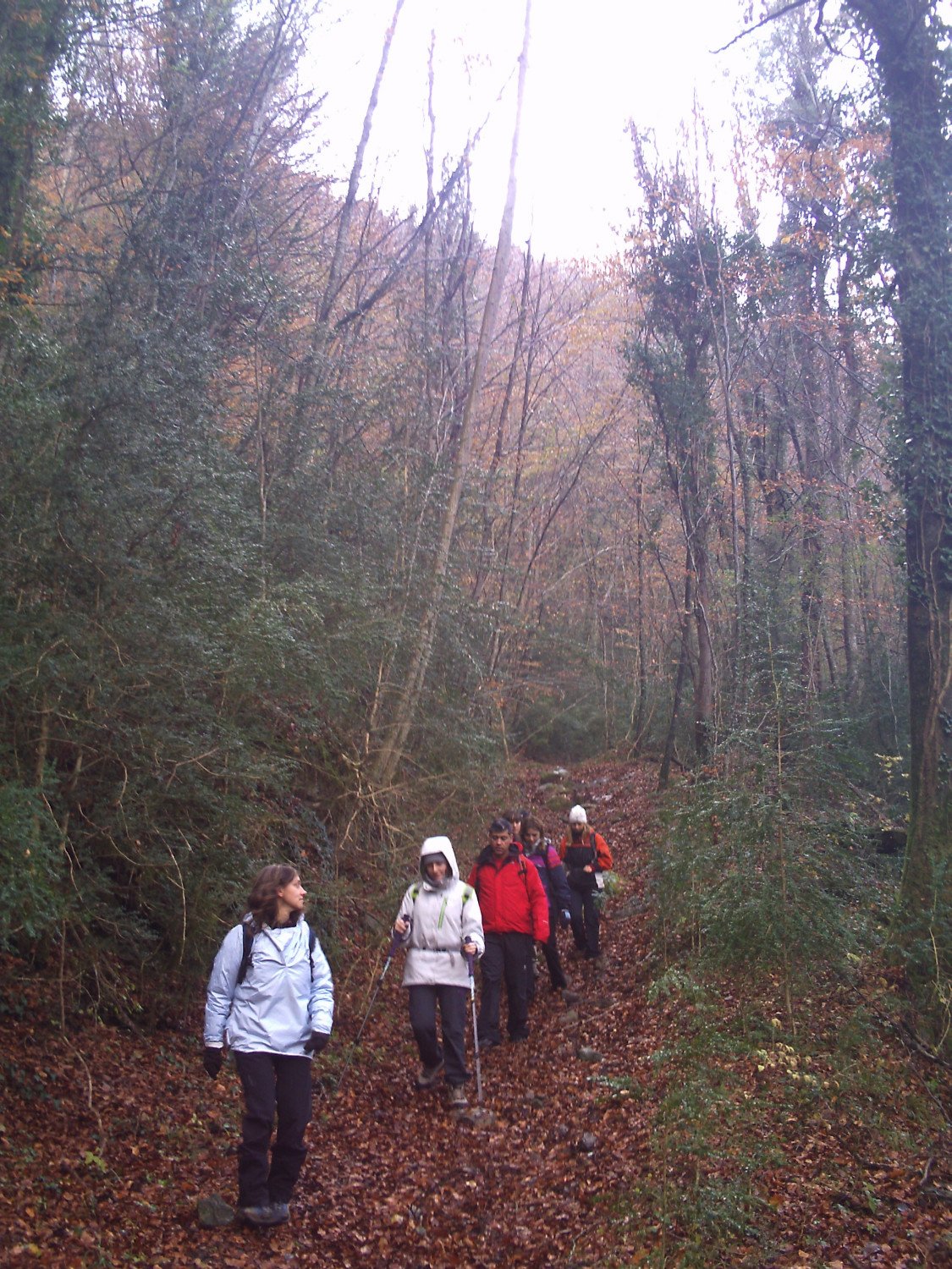 Recorriendonos los hayedos y sus rincones, en la ladera norte de la Bajando por los hayedos de la Sierra dels Bufadors