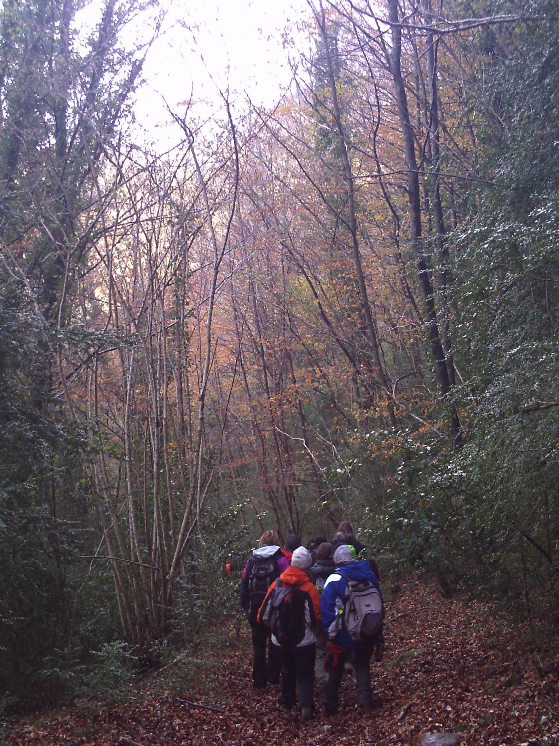 Recorriendonos los hayedos y sus rincones, en la ladera norte de la Bajando por los hayedos de la Sierra dels Bufadors