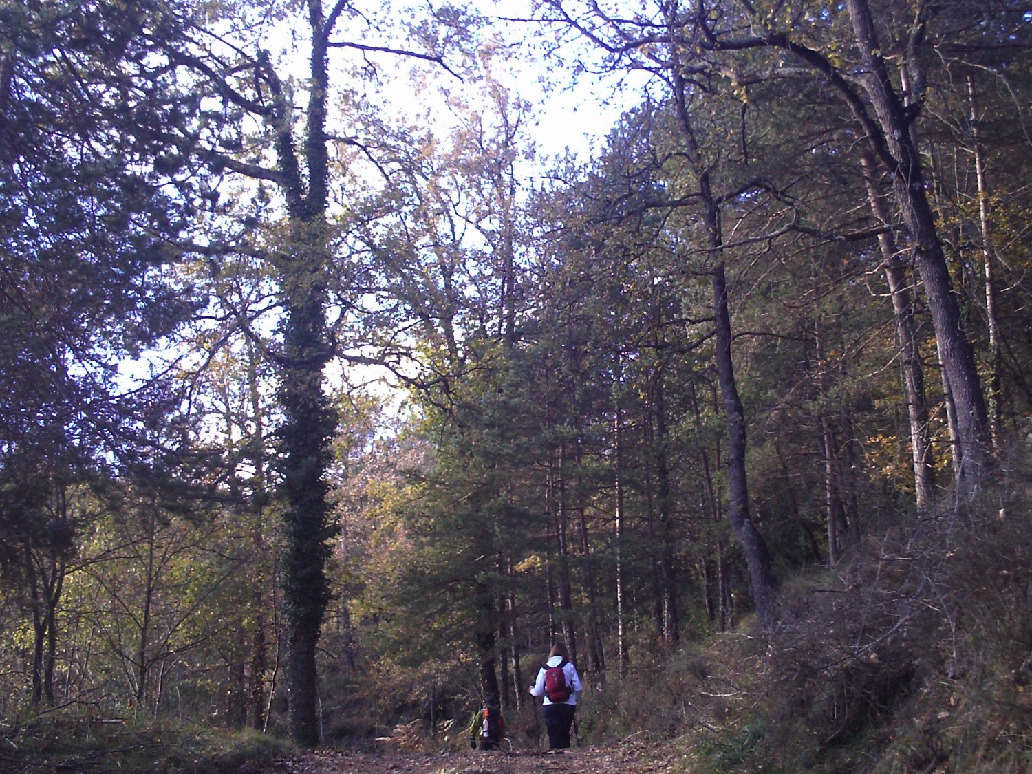 Subiendo por la Sierra de Lla&eacute;s hac&iacute;a el restaurante en Lla&eacute;s (Serra)
