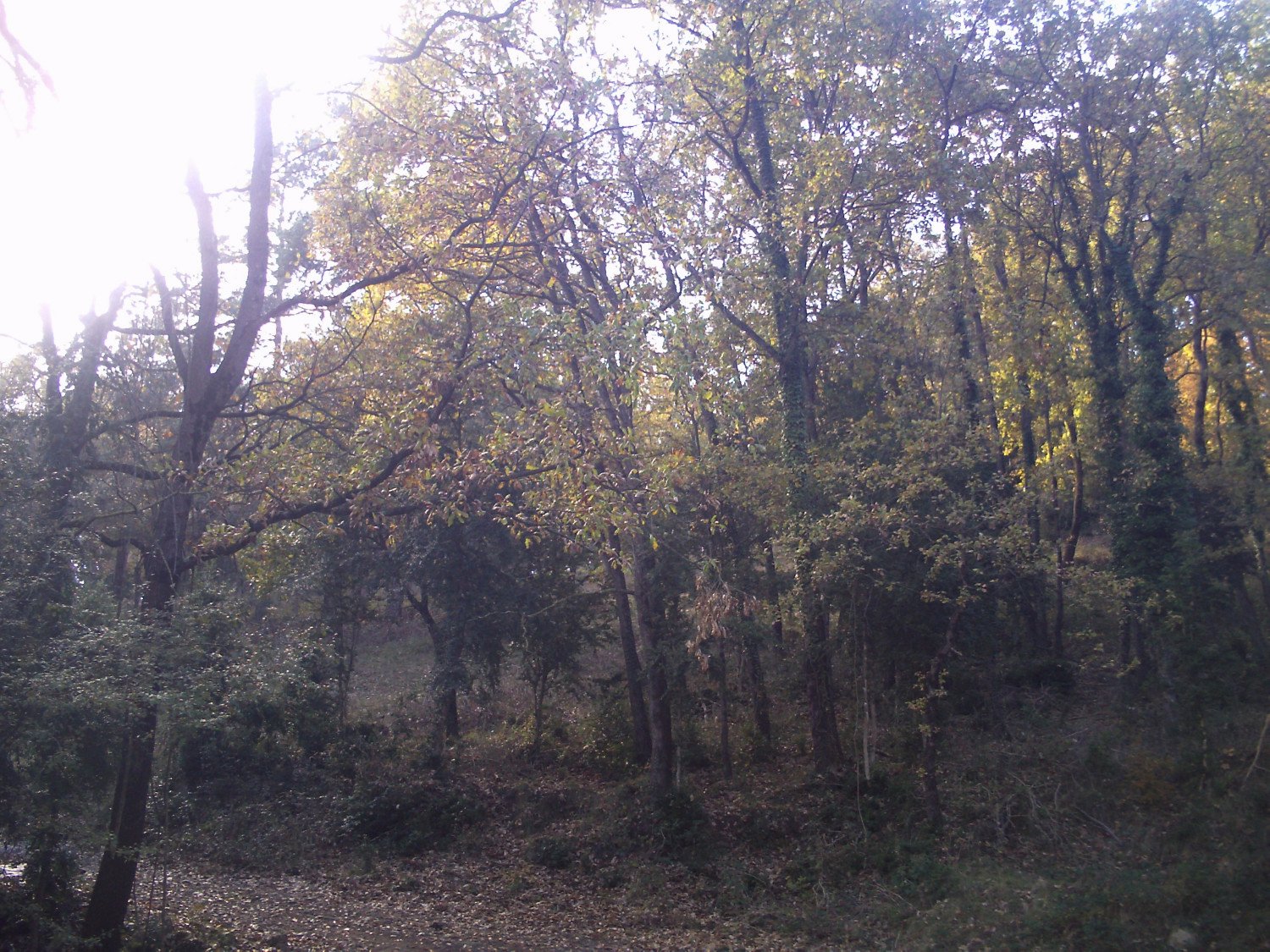 Robledal de la Sierra de Lla&eacute;s
