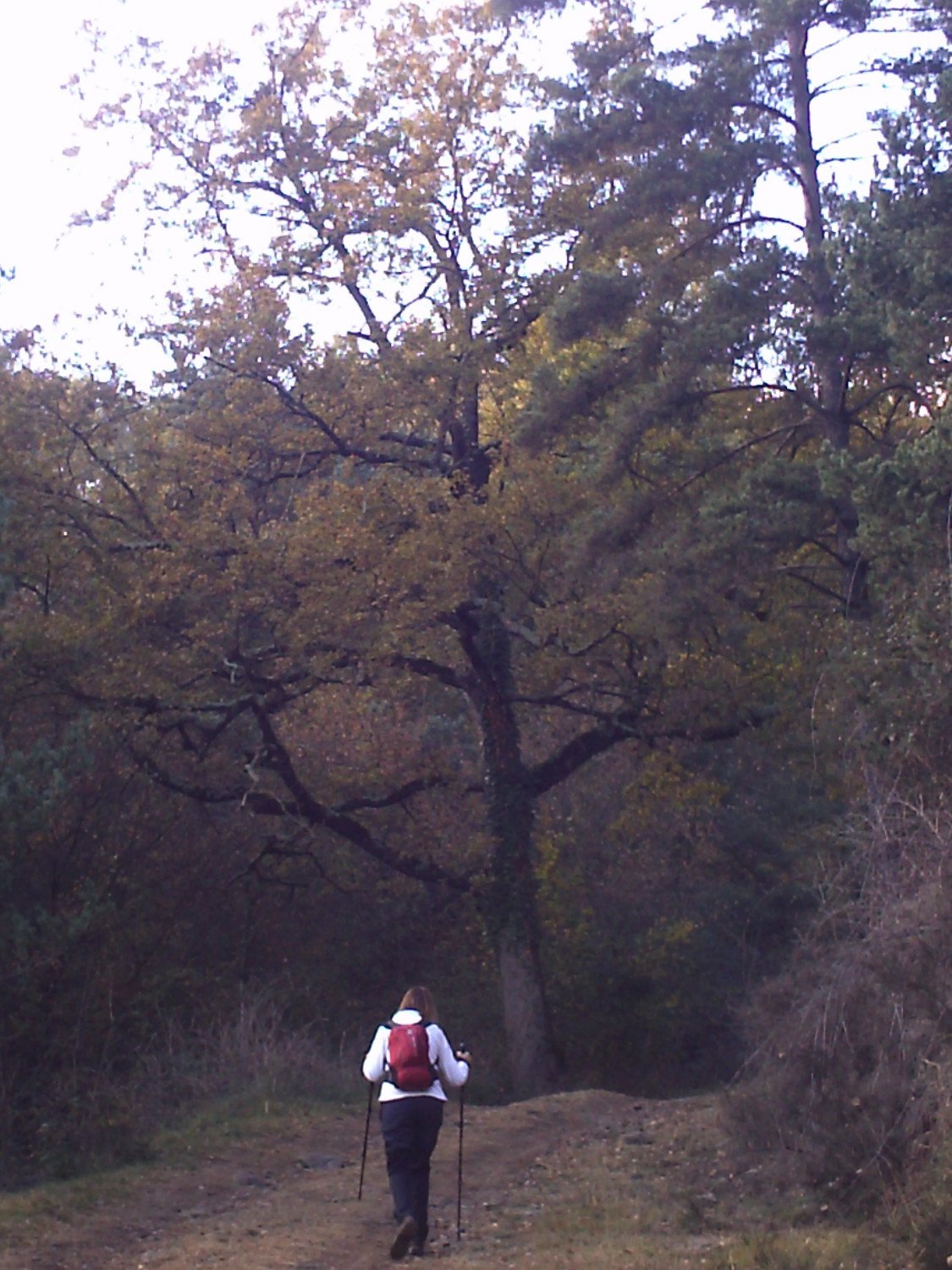 Subiendo por la Sierra de Lla&eacute;s hac&iacute;a el restaurante en Lla&eacute;s (Serra)