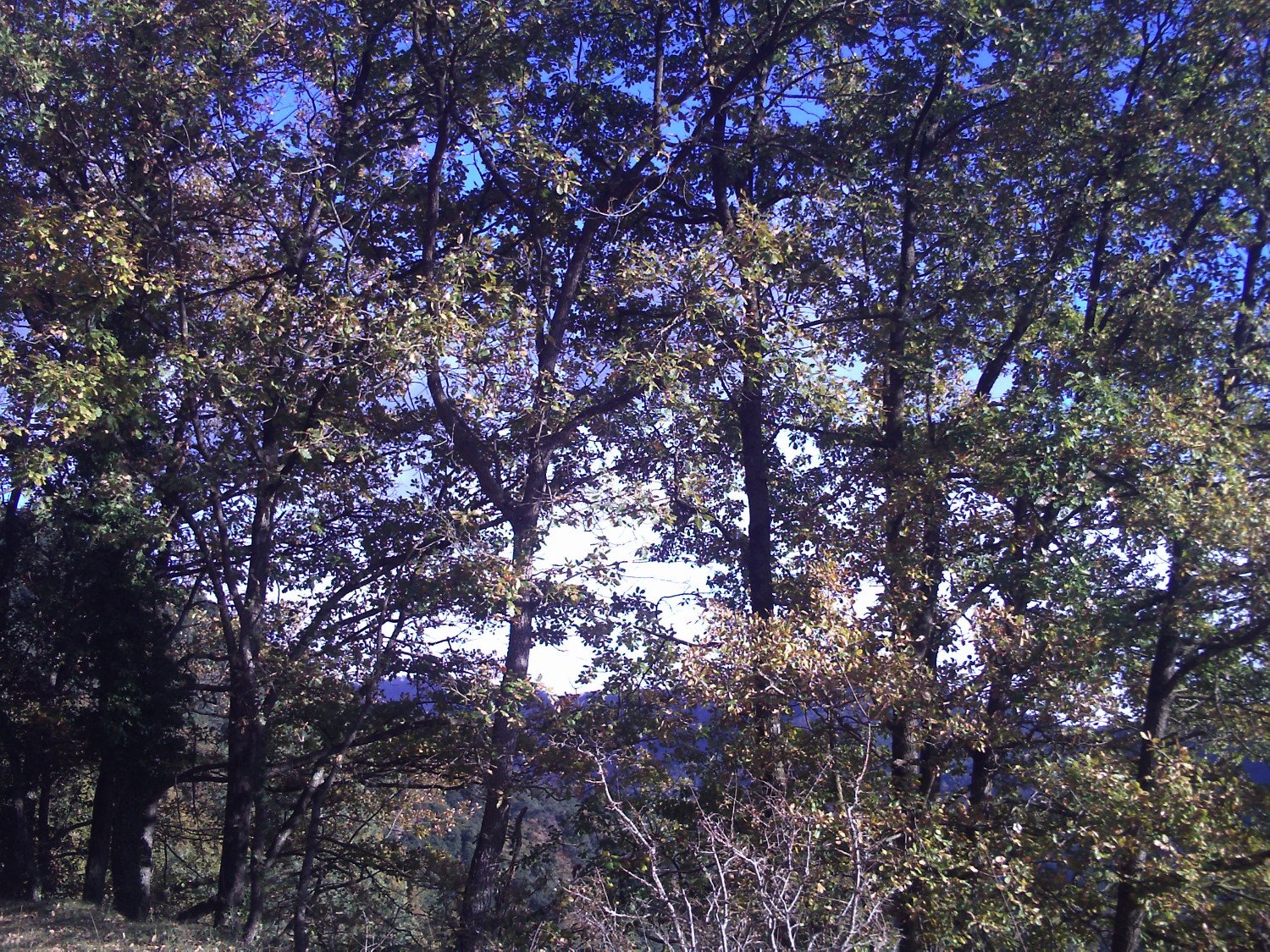 Robledal de la Sierra de Lla&eacute;s