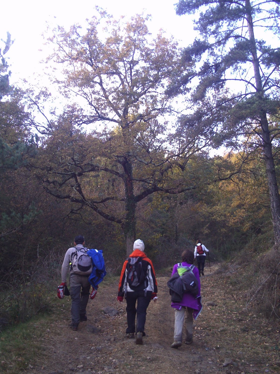 Subiendo por la Sierra de Lla&eacute;s hac&iacute;a el restaurante en Lla&eacute;s (Serra)