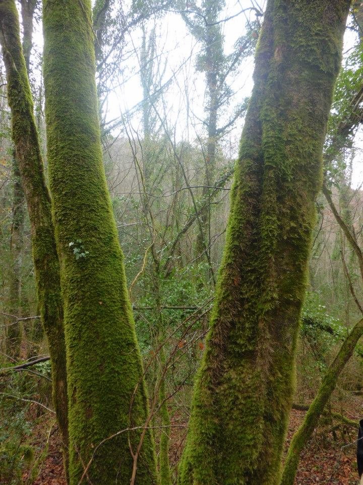 Hayedos de la Sierra dels Bufadors (Foto: Juan)