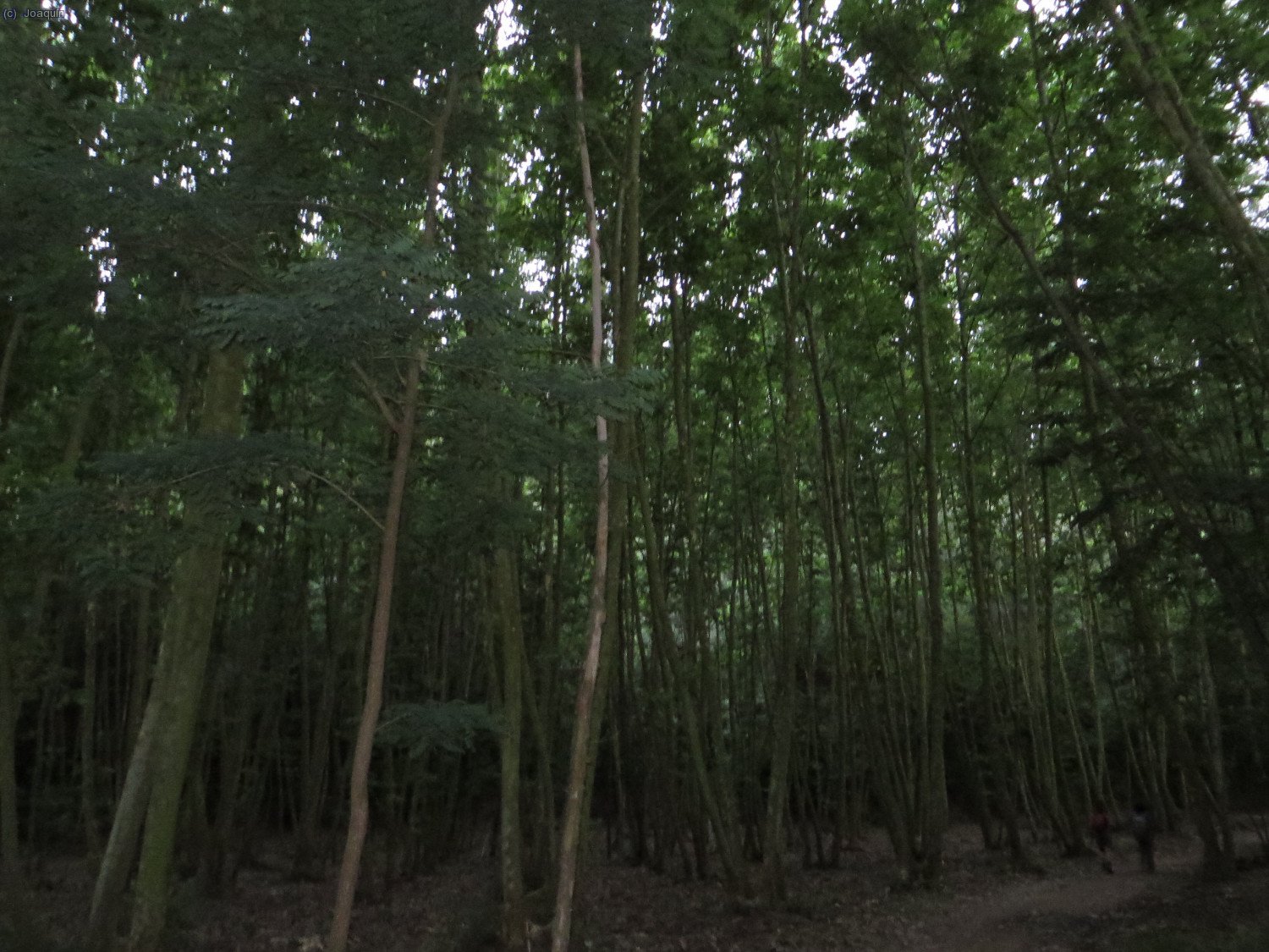 Bosques del Pl&aacute; del Forn