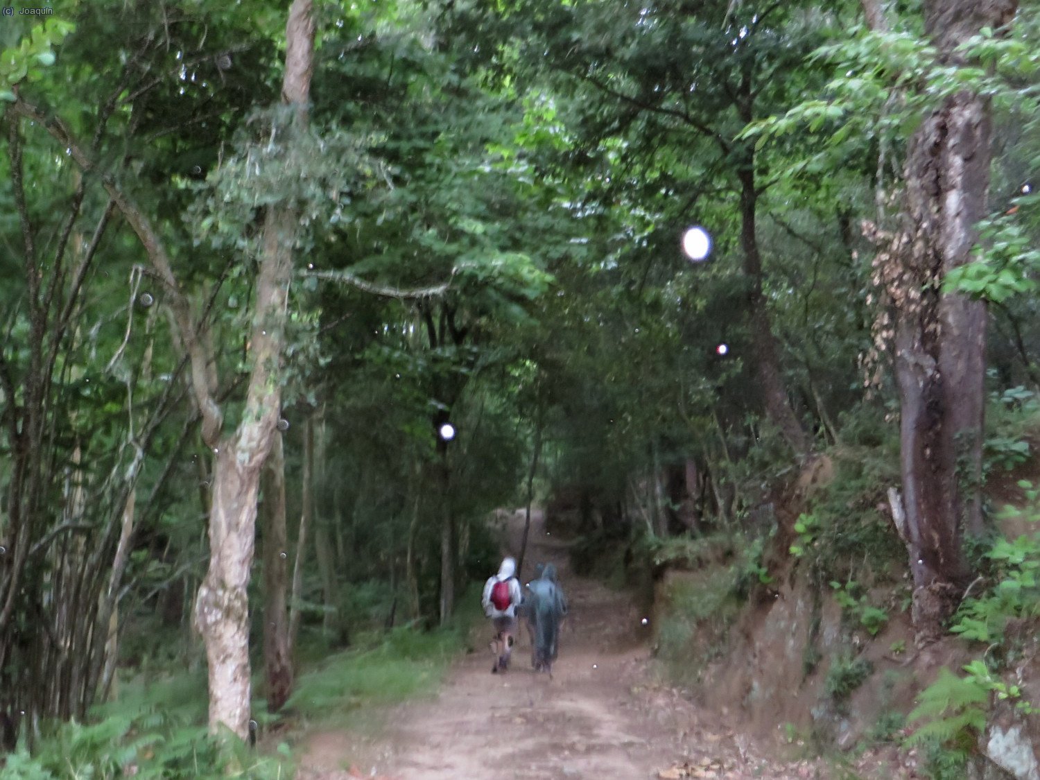 Bosques del Pl&aacute; del Forn
