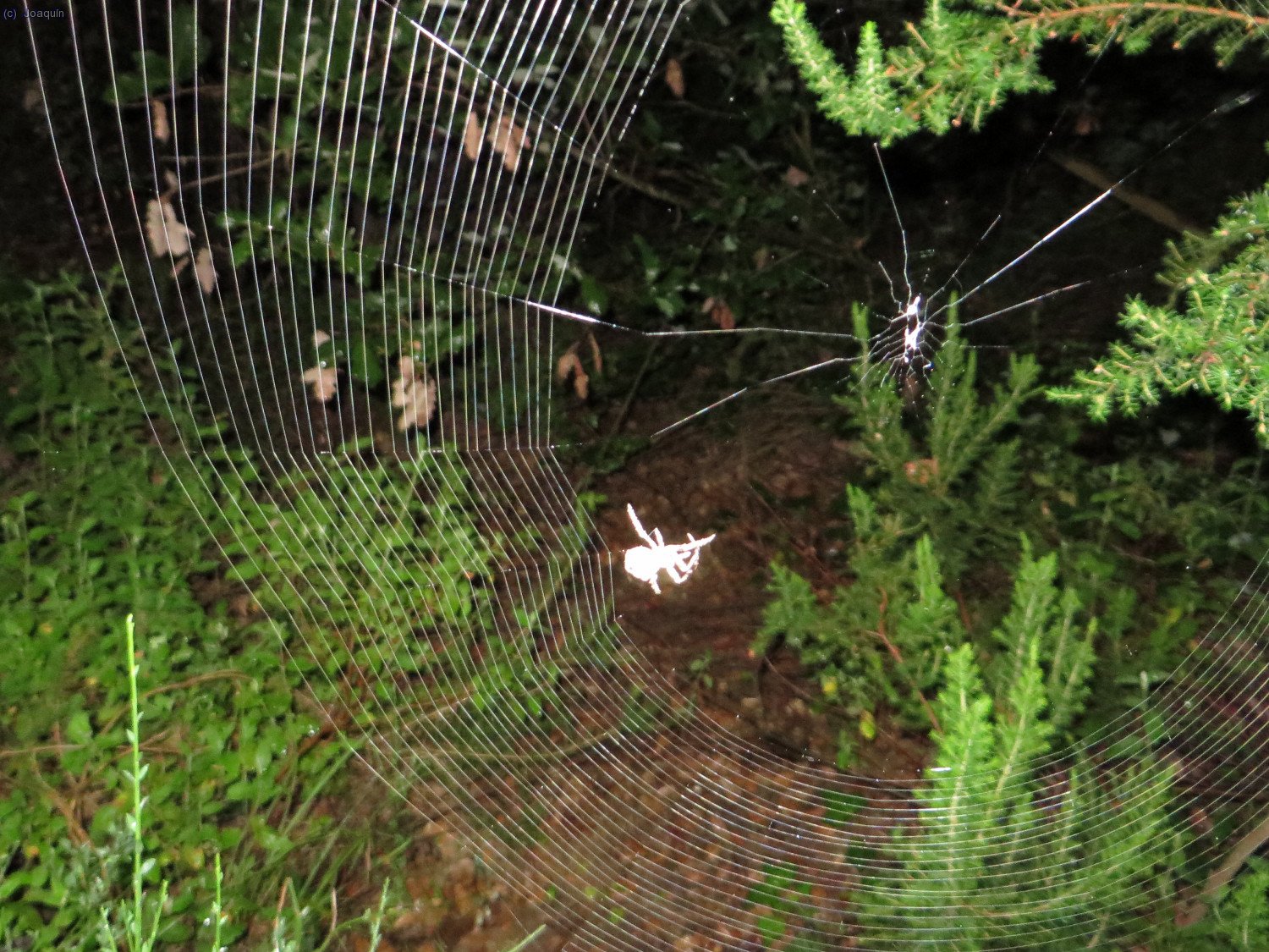 Telara&ntilde;a en mitad del camino