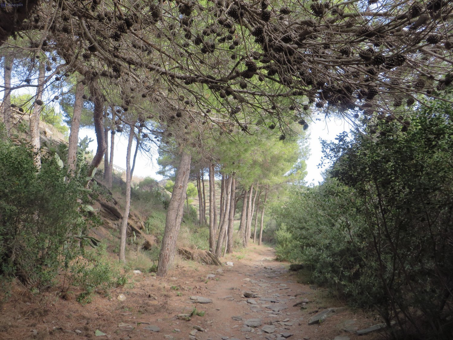 "Cam&iacute; Vell al Cap de Creus"