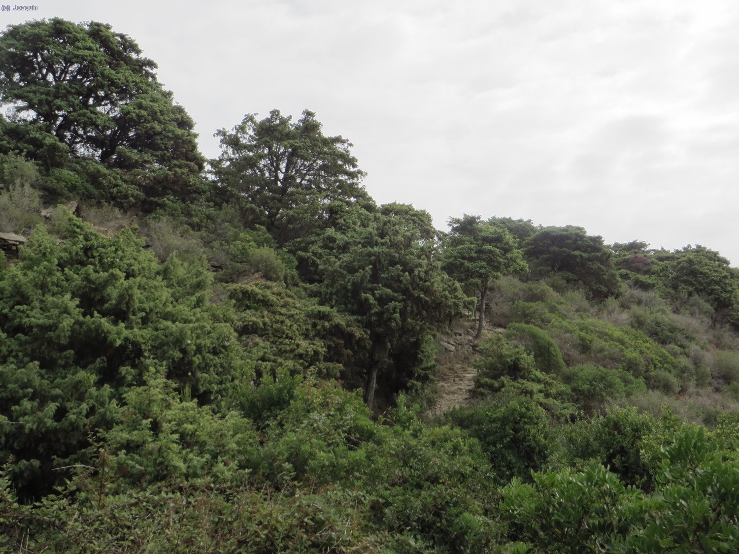Frondosa arboleda en el "Cam&iacute; Vell al Cap de Creus"
