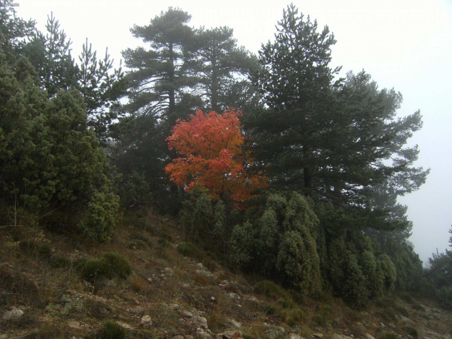 Colores del oto&ntilde;o