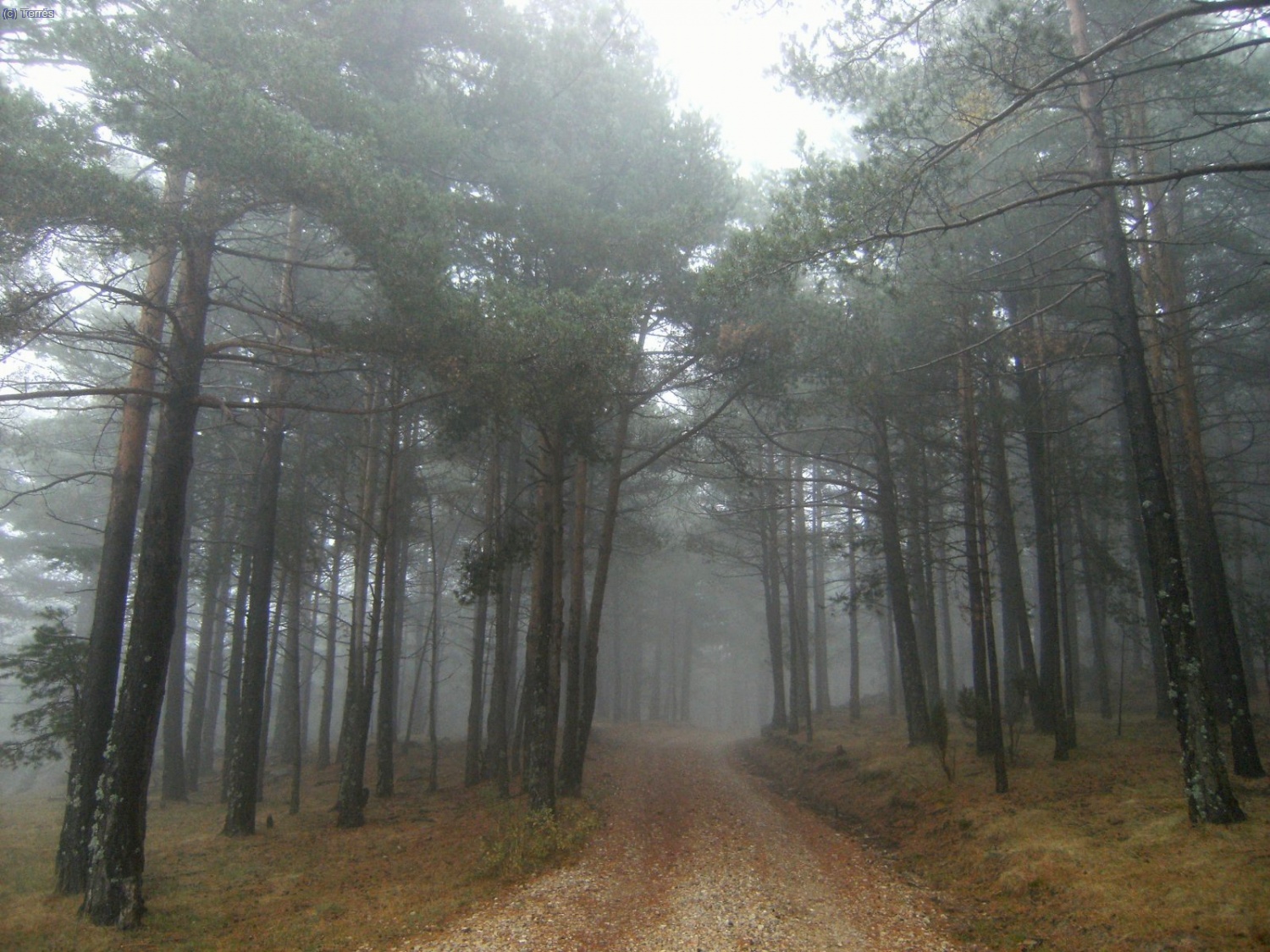 Pista en medio del bosque entre La Cambreta y El Portalico.