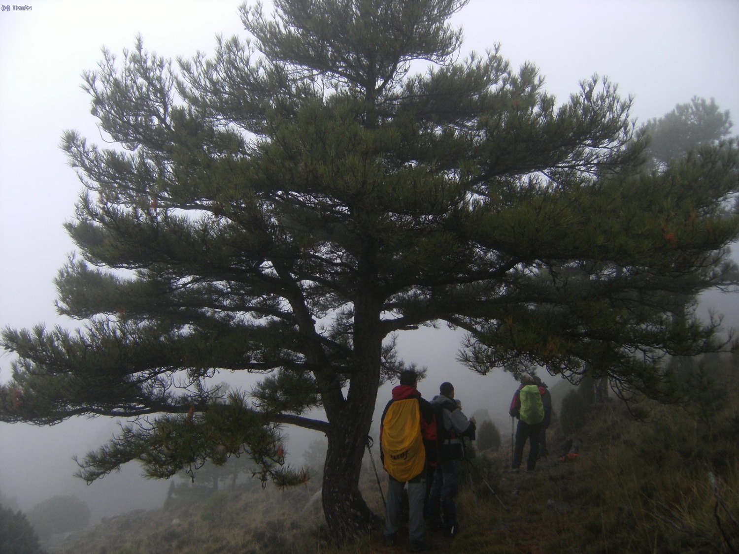 Cerca del Cantal de Miquelet.