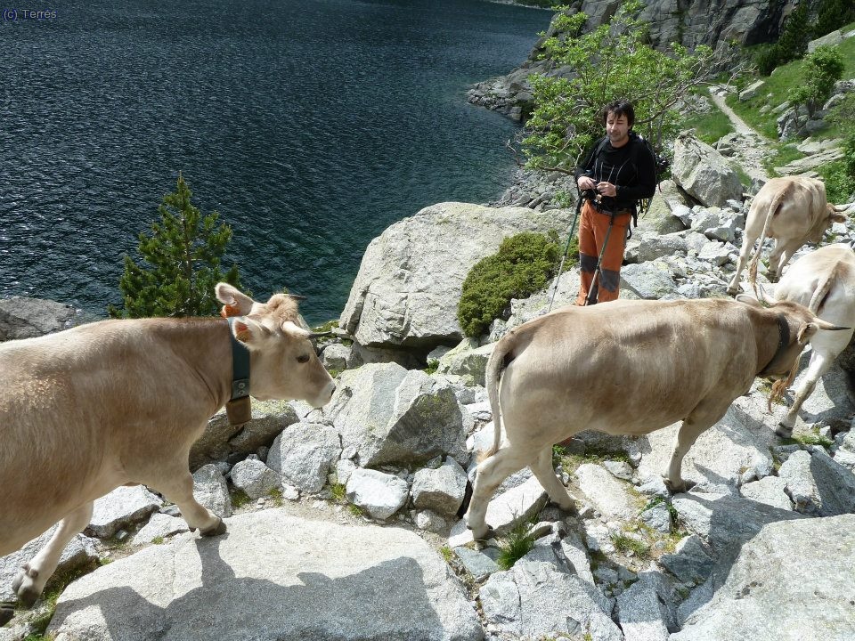 Joaqu&iacute;n Terr&eacute;s y un grupo de vacas (Foto: Pep)