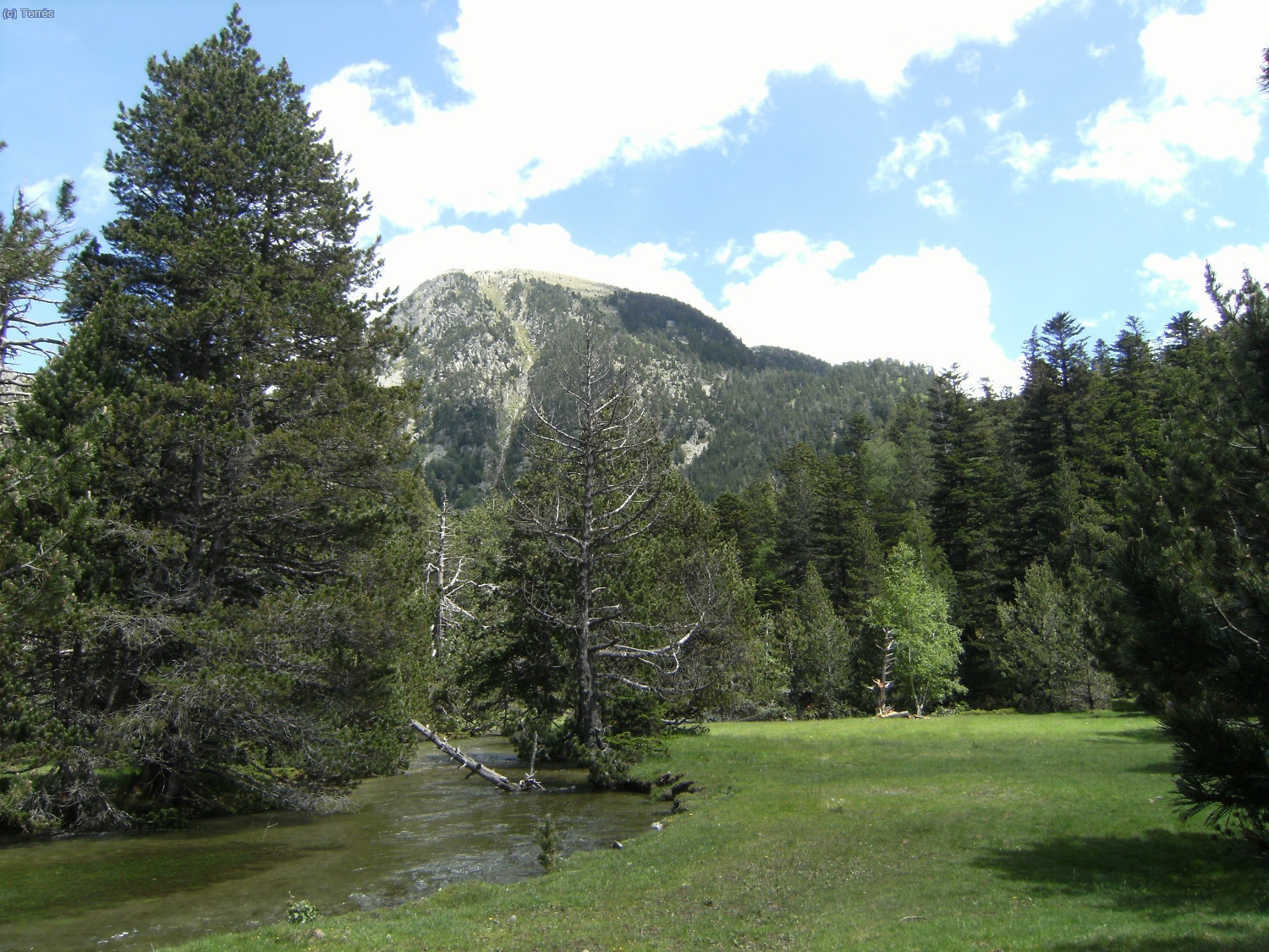 Aig&uuml;estortes