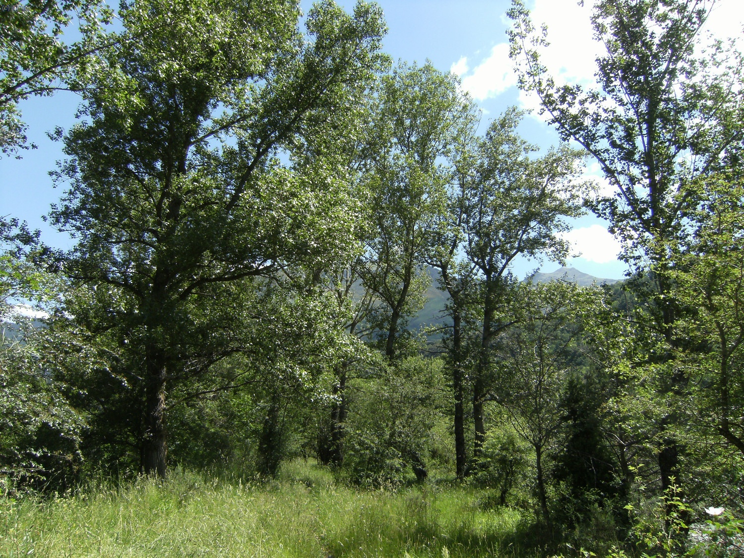 Vegetaci&oacute;n camino de Erill la Vall