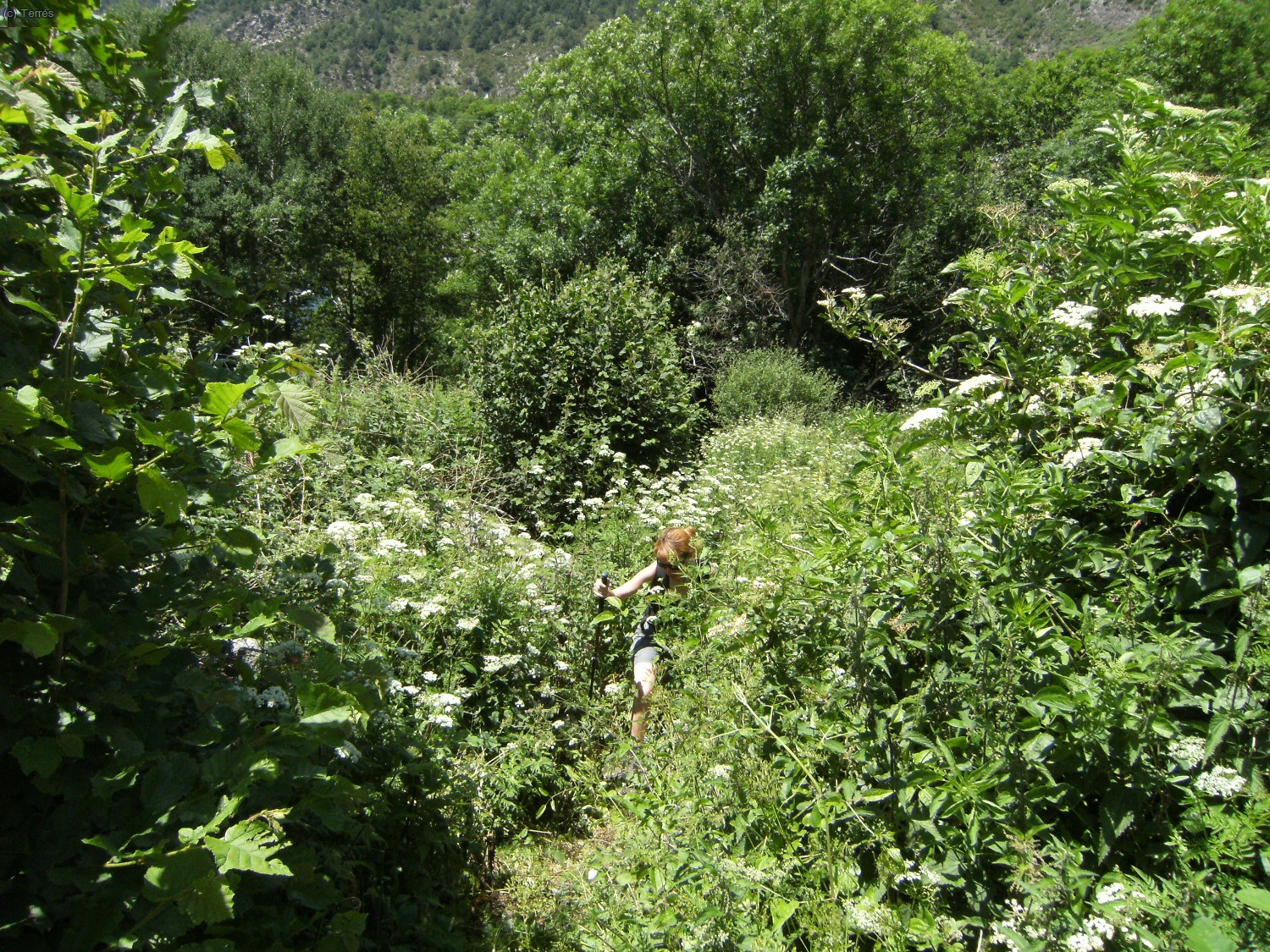Frondosidades camino de Bo&iacute;