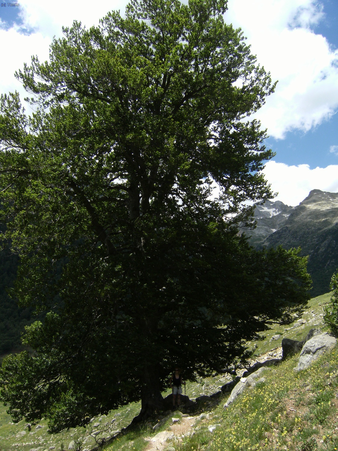 Vegetaci&oacute;n en el Valle de Barrab&eacute;s