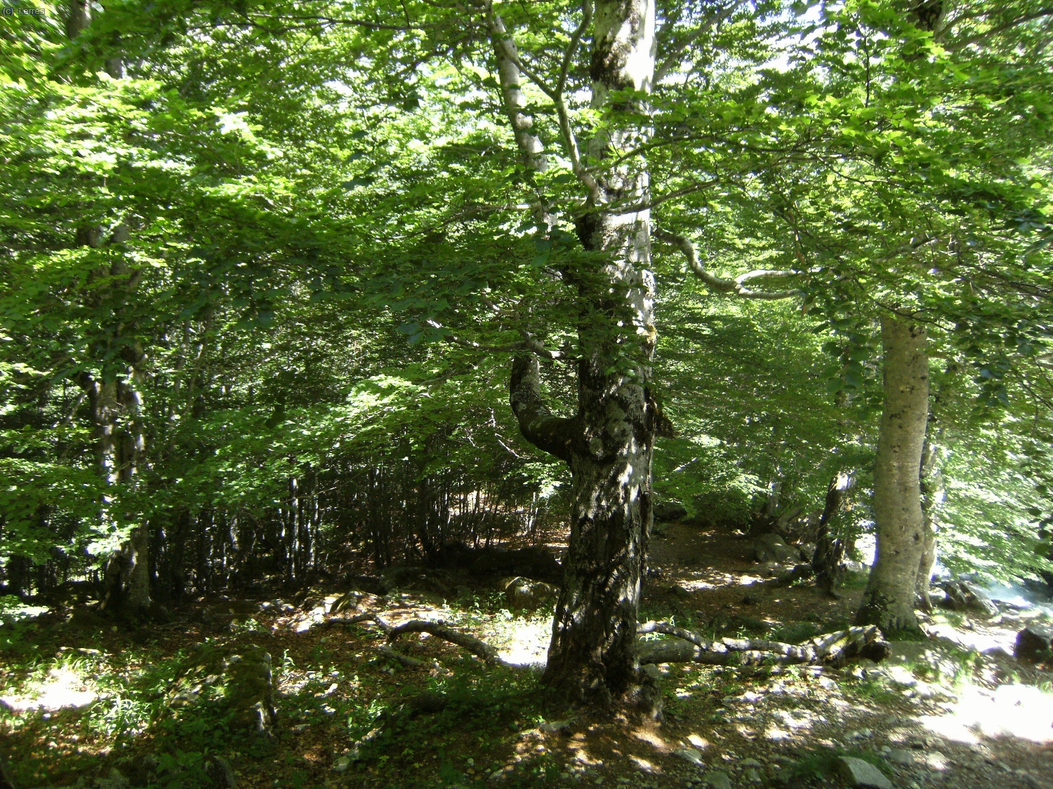 Hayedo en el Valle de Mulieres