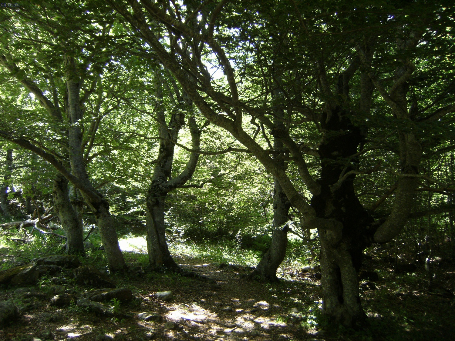 Hayedo en el Valle de Mulieres