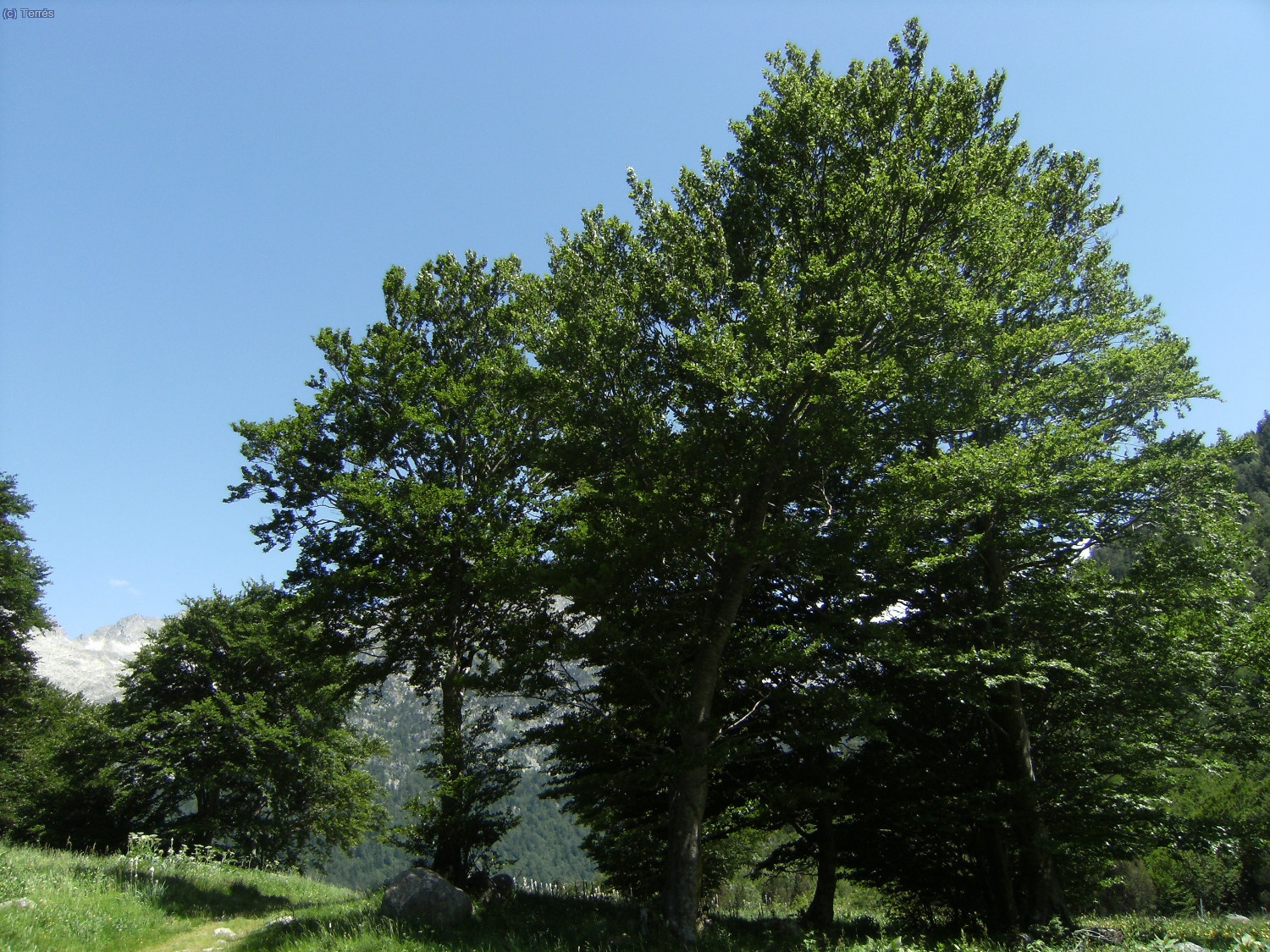 &Aacute;rboles del Valle de Mulieres