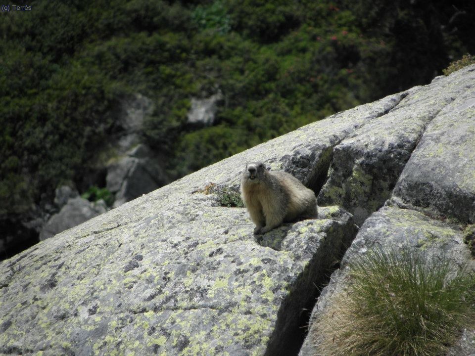 La marmota (foto: Kike)
