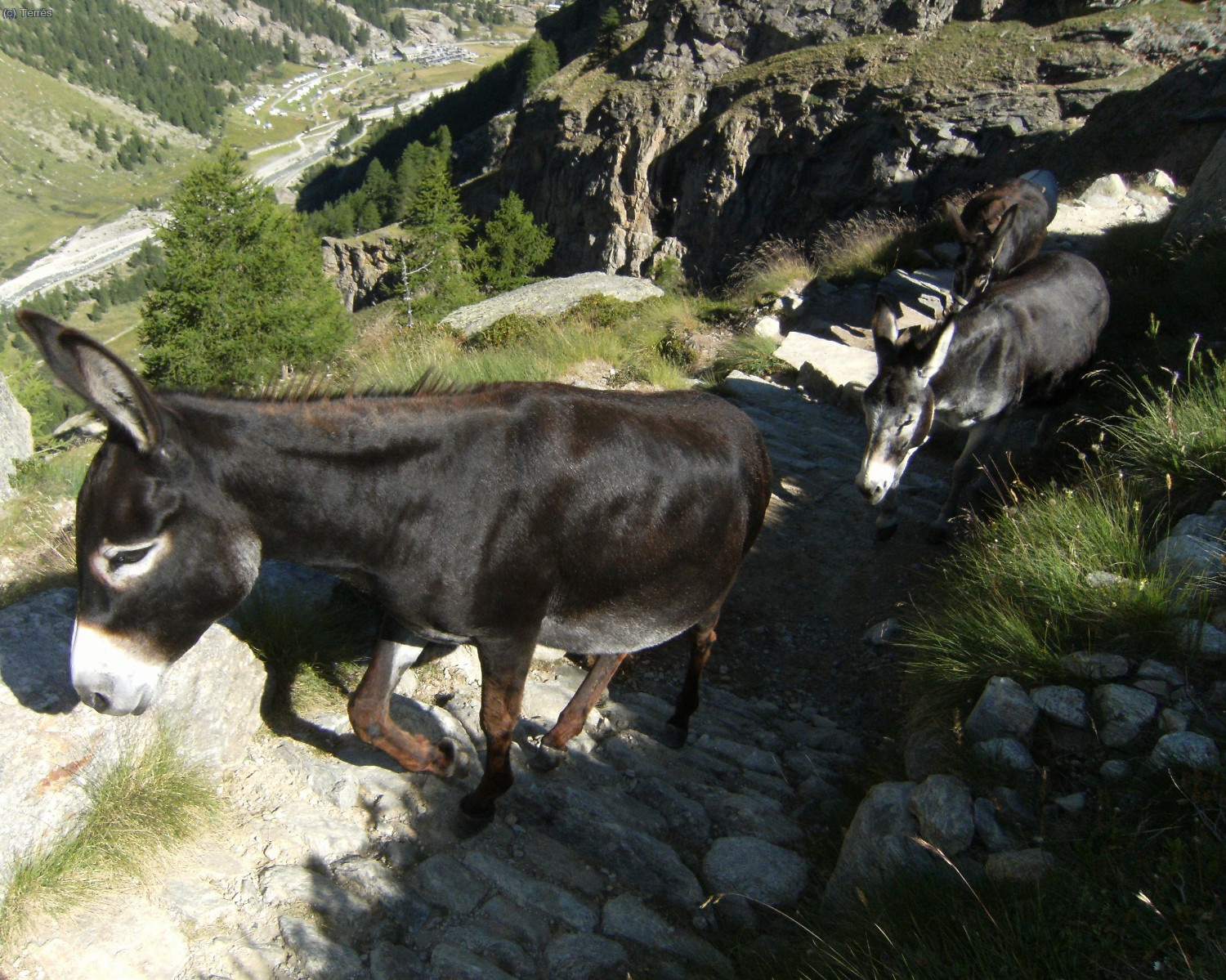 Porteadores de refugio 