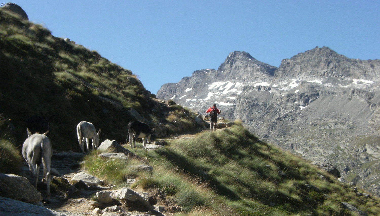 Porteadores de refugio 