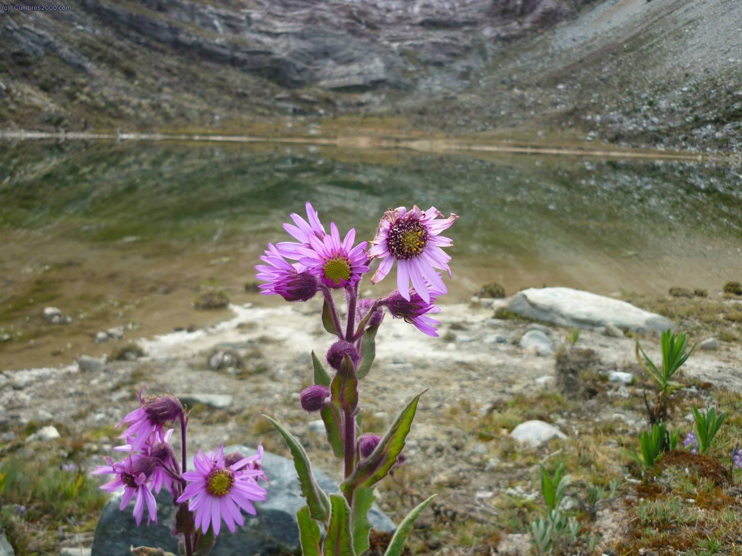 Sierra Nevada de Merida: Laguna El Suero