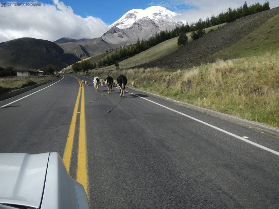 Ecuador: Ganado con el Chimborazo de fondo