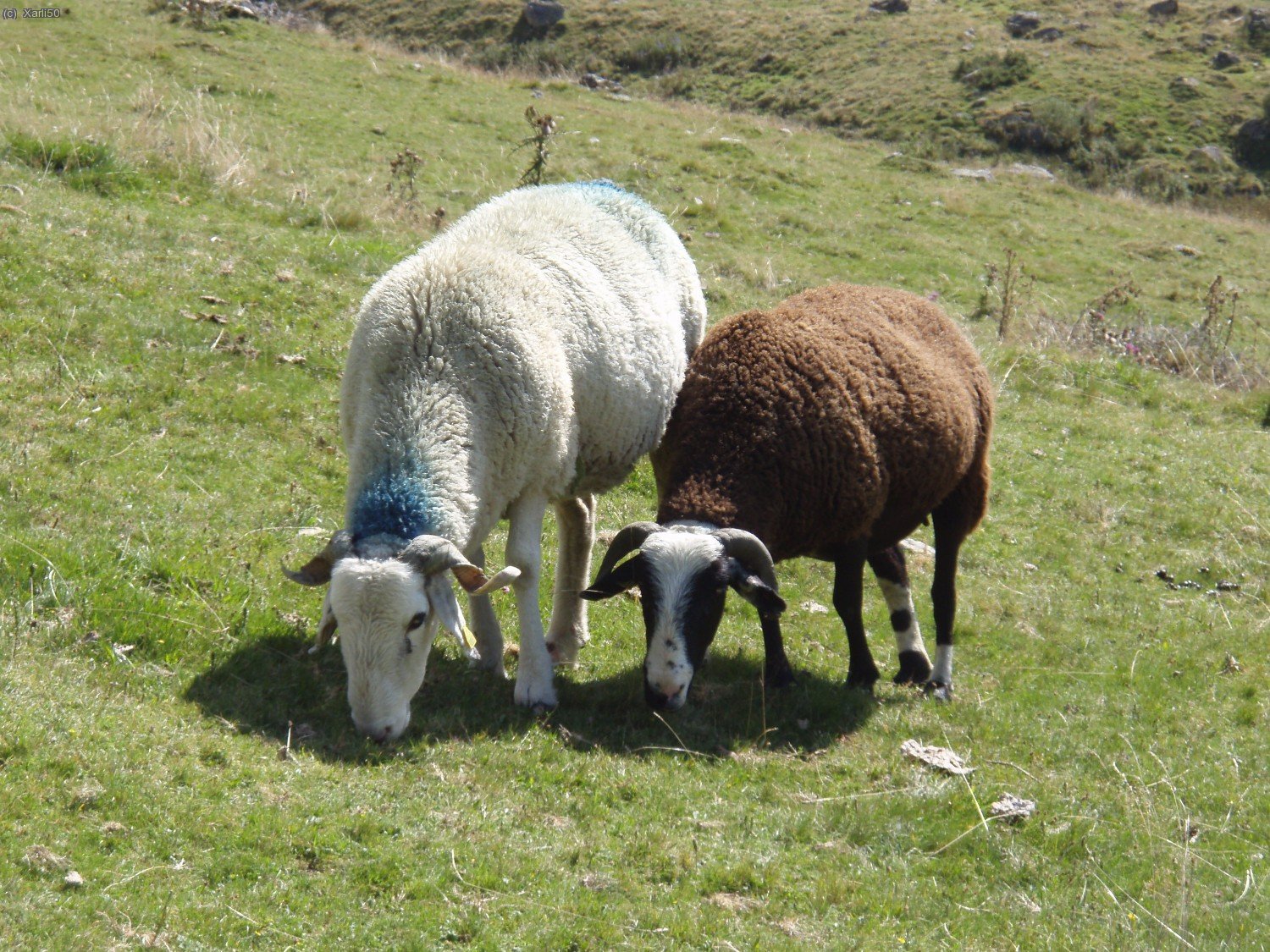 Moutons cerca de Arrens-Marsous (Bigorre)